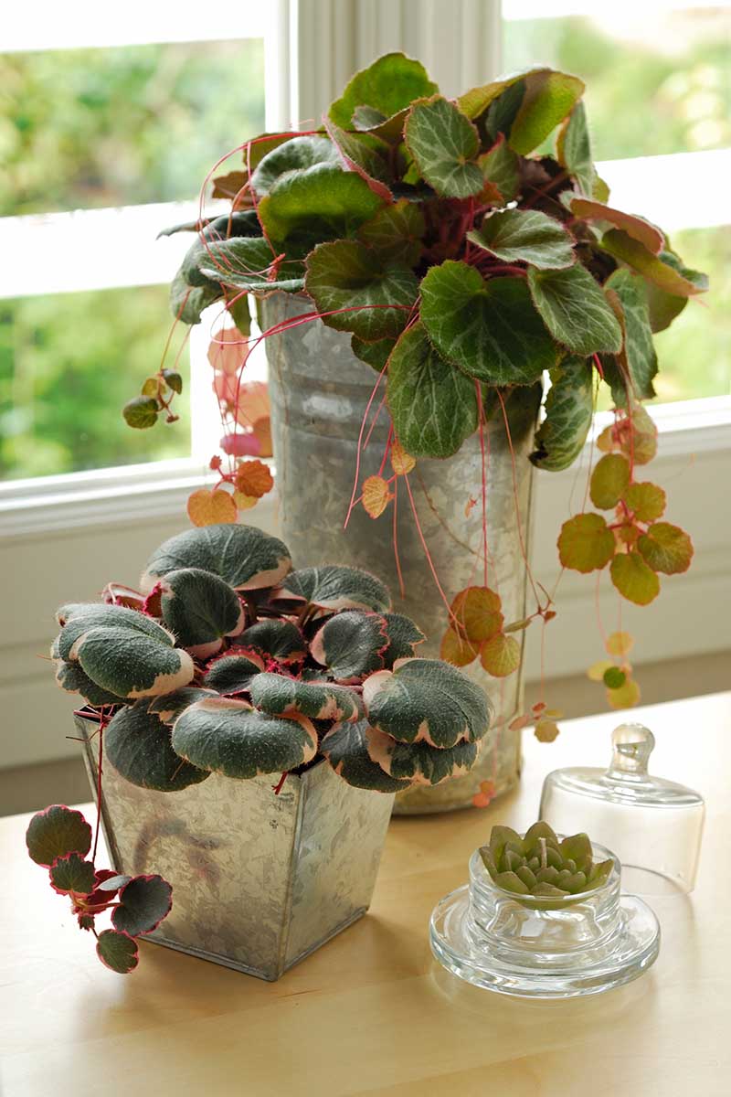 A close up vertical image of a strawberry begonia houseplant growing in a tall narrow metal pot set on a wooden table near a window, with other plants arranged next to it.