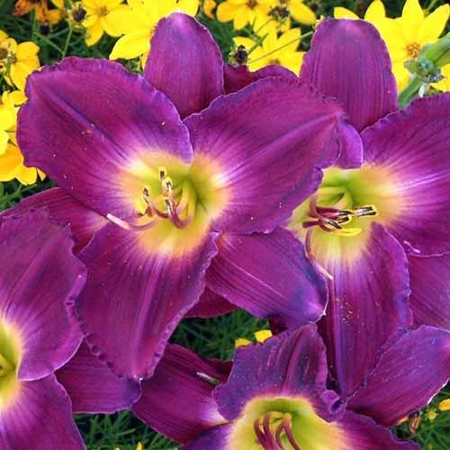 A square image of purple 'Struters Ball' daylilies growing in the garden.