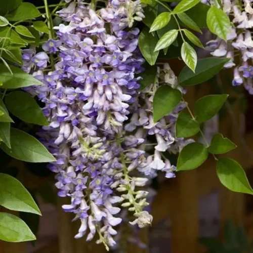 A close up square image of 'Summer Cascade' wisteria flowers growing in the garden pictured on a soft focus background.