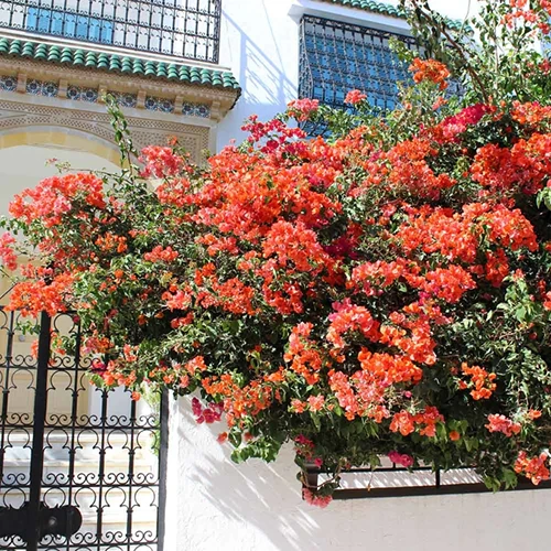 A square image of orange bougainvillea growing outside a residence.