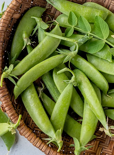 A vertical image of freshly harvested 'Super Sugar' snap peas in a wicker basket.