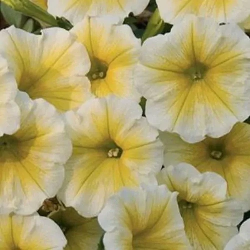 A square image of white and yellow Supertunia flowers.