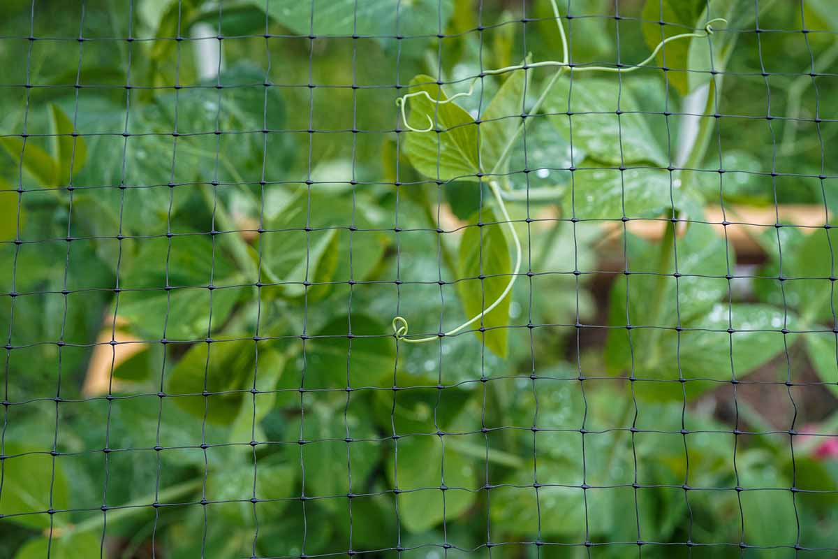 A close up horizontal image of peas growing up a trellis covered with bird netting.