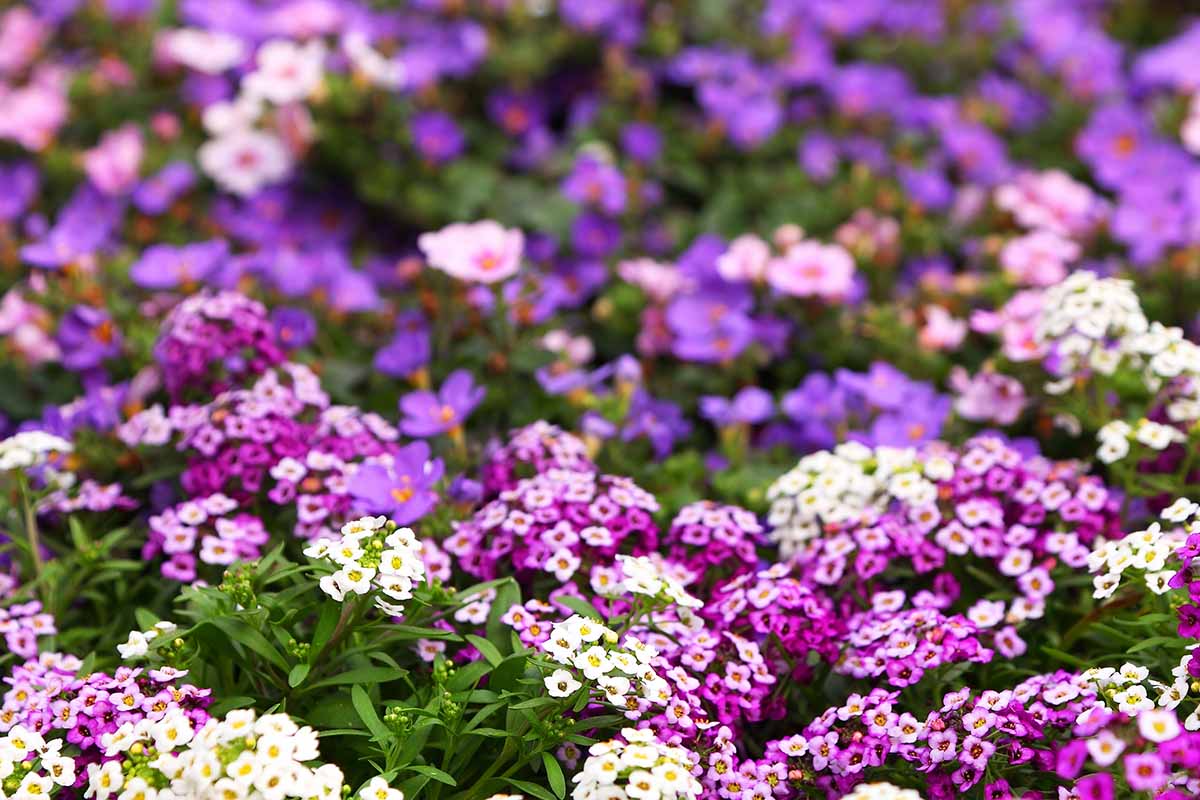 A horizontal image of a carpet of colorful sweet alyssum growing in the garden.