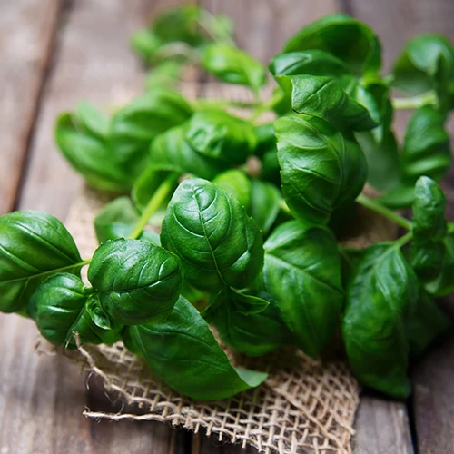 A square image of freshly harvested basil leaves set on a wooden table.