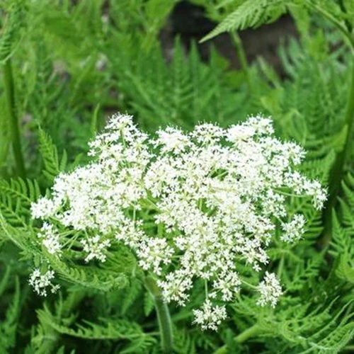 A close up square image of the flowers and foliage of sweet cicely growing in the garden.
