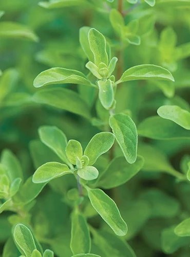 A close up of sweet marjoram foliage in the garden.
