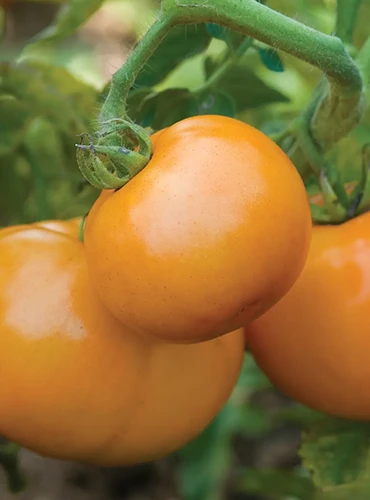A close up of 'Sweet Tangerine' growing in the garden pictured on a soft focus background.