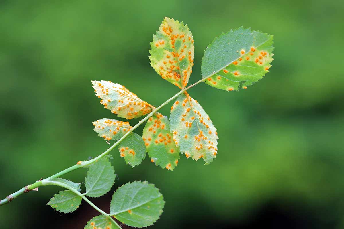 A close up horizontal image of foliage showing symptoms of rust, a fungal infection.