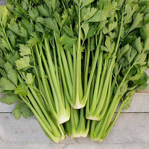 A close up of freshly harvested 'Tango' celery set on a wooden surface.