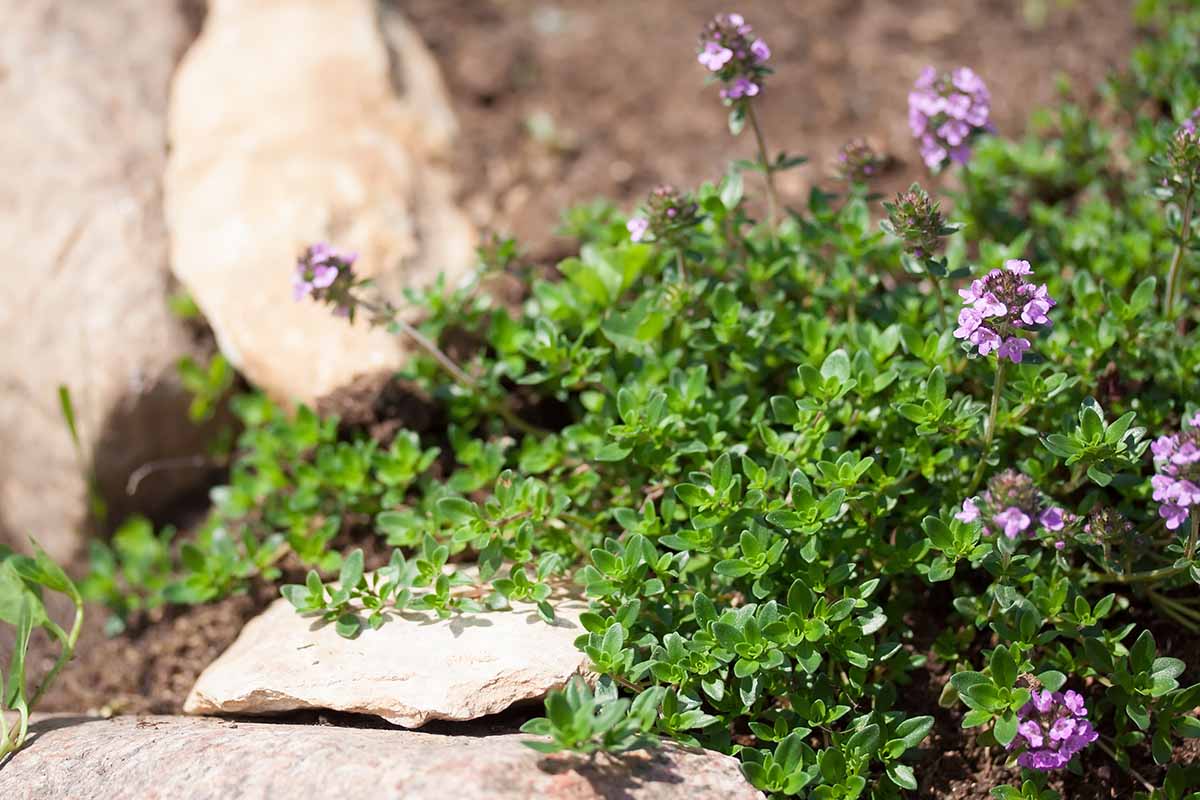 A close up horizontal image of Thymus serpyllum with delicate purple flowers growing in a rocky garden.