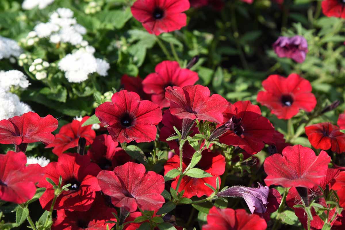 A horizontal image of Tidal Wave 'Red Velour' flowers growing in the garden pictured in bright sunshine.