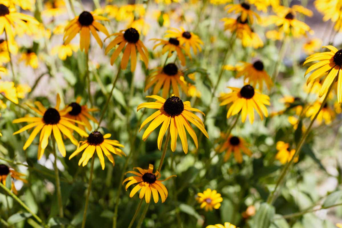 A close up horizontal image of black-eyed Susan flowers growing in the garden.