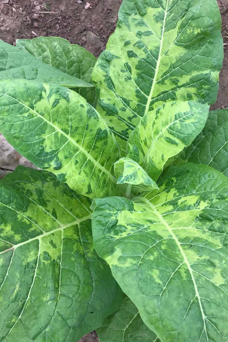 A close up vertical image of the symptoms of tobacco mosaic virus on the leaves of a plant.