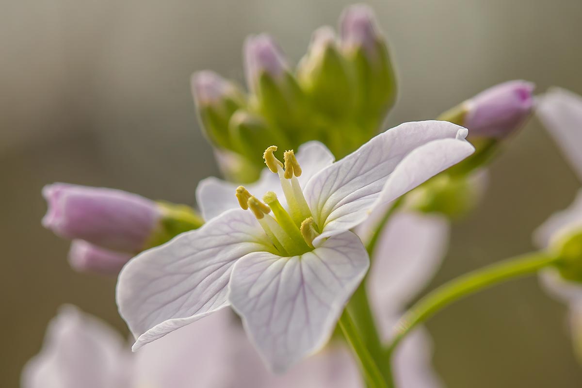 A close up horizontal image of a light pink Cardamine flower pictured on a soft focus background.