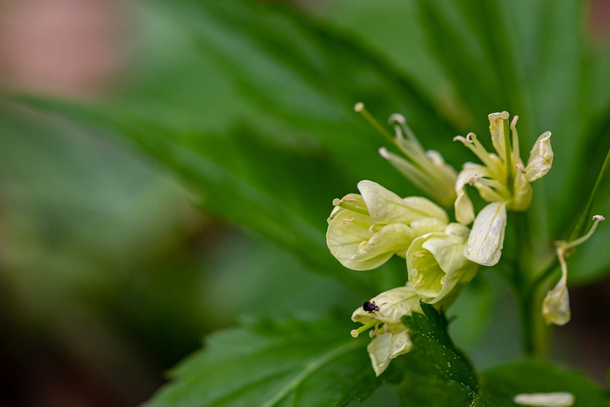 A close up of a Cardamine enneaphyllos flower pictured on a green background.