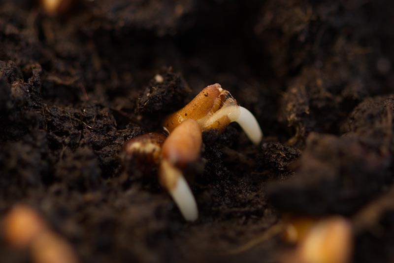 A close up of a seed germinating through dark rich soil.