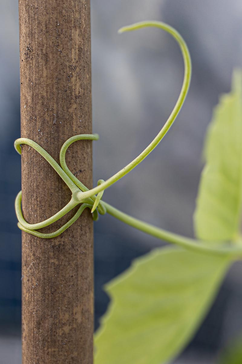 A close up vertical image of tendrils wrapping around a bamboo stake.