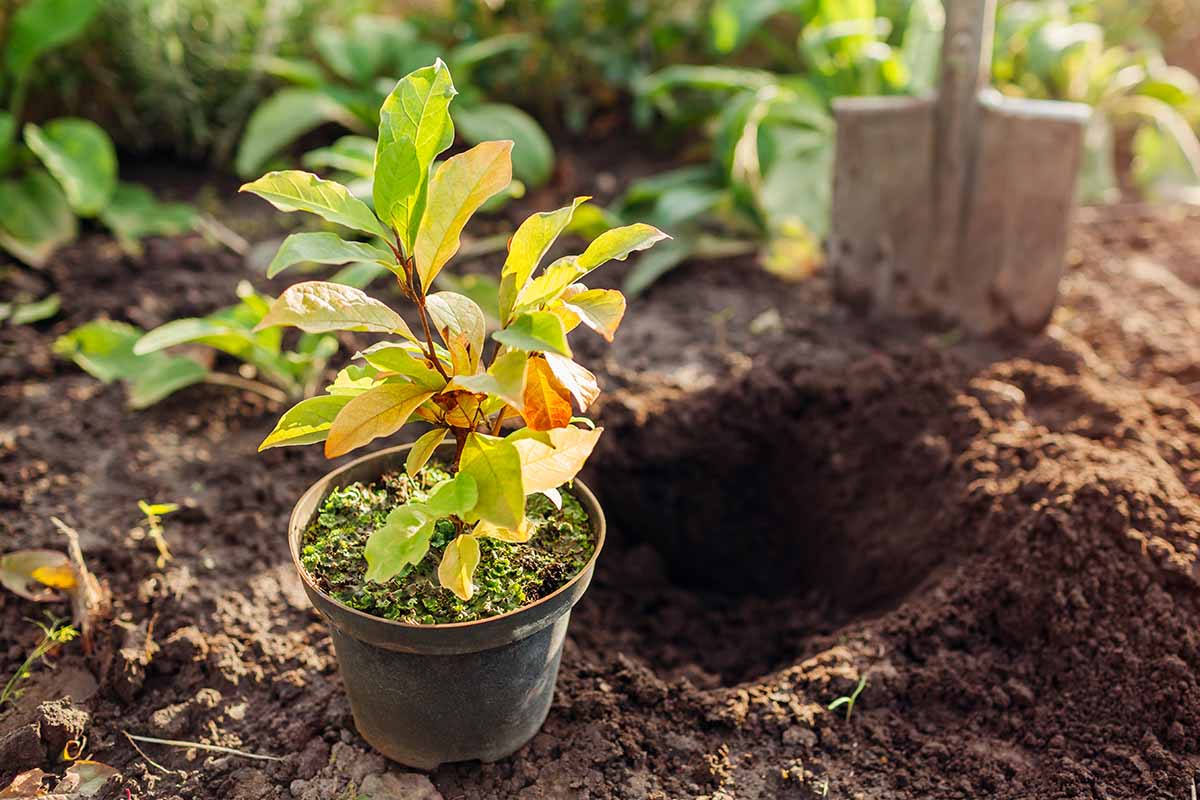A horizontal image of a potted sapling set next to a hole in the ground waiting to be planted, pictured in light sunshine.