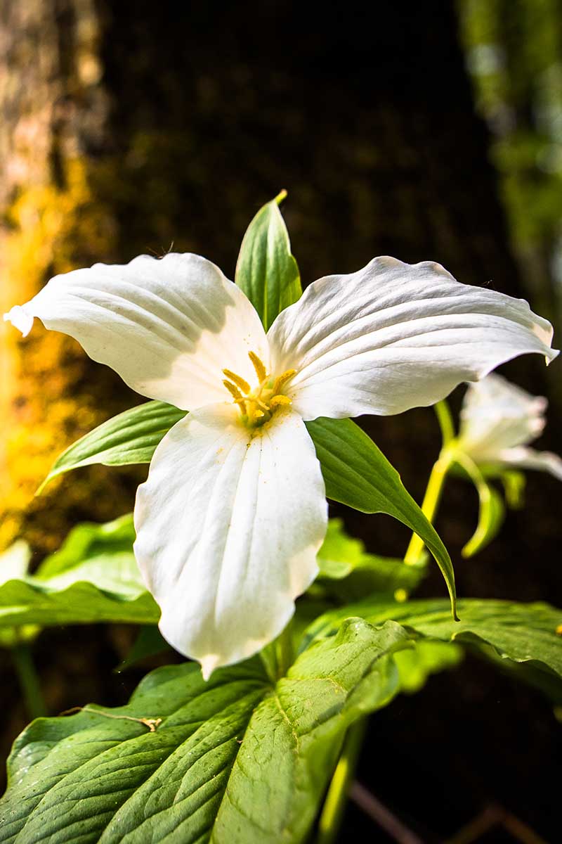 A close up vertical image of a white trillium flower pictured in light filtered sunshine.