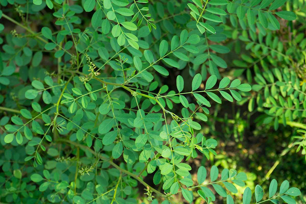 A close up horizontal image of the foliage of true indigo (Indigofera tinctoria) growing in the garden.