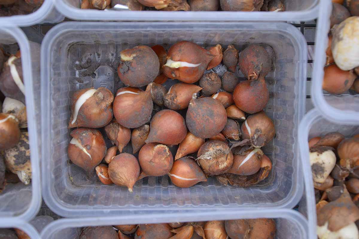 A close up horizontal image of plastic containers filled with tulip bulbs for storage.