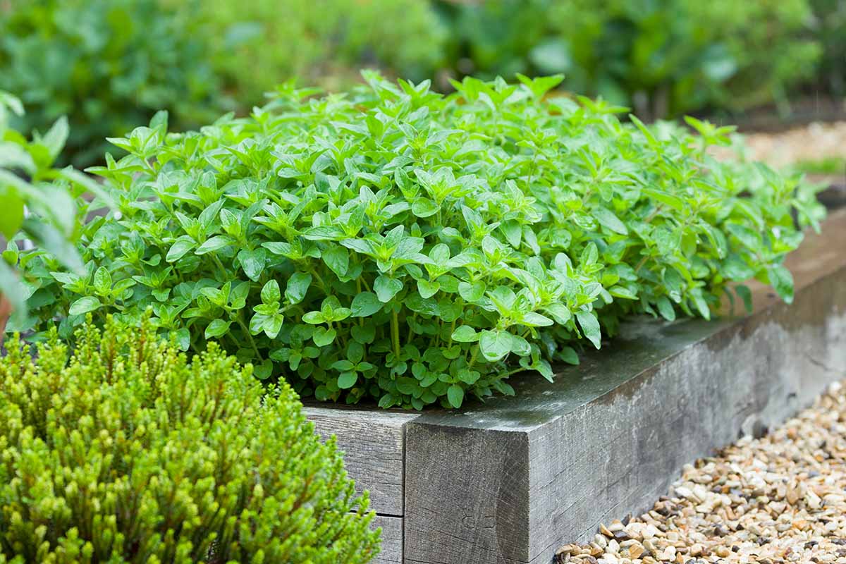 A close up horizontal image of oregano growing in a raised bed garden.