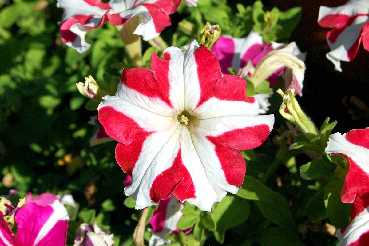 A horizontal image of bicolored 'Red Star' petunia flowers growing in the garden pictured in bright sunshine.