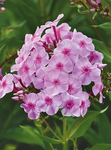 A close up vertical image of pink Phlox paniculata 'Uptown Girl' flowers pictured on a soft focus background.