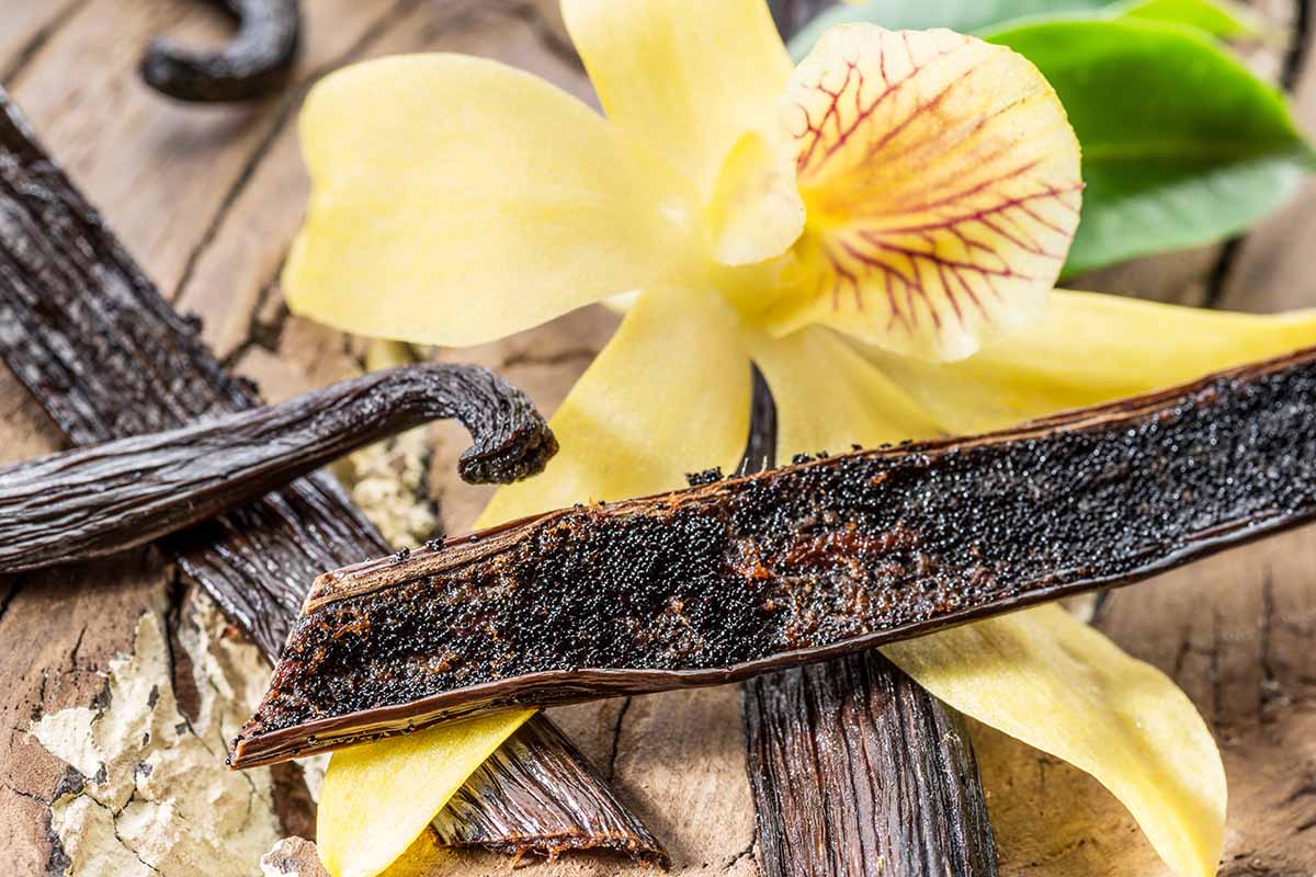A close up horizontal image of a yellow vanilla flower with cut open pods next to it set on a wooden surface.