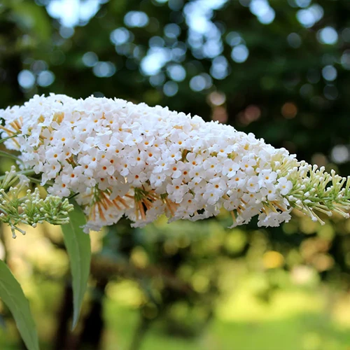 A close up square image of 'Vanilla Treat' butterfly bush flower pictured on a soft focus background.