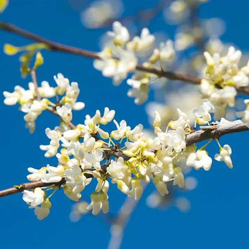 A close up square image of the white flowers of Cercis 'Vanilla Twist' pictured on a blue sky background.