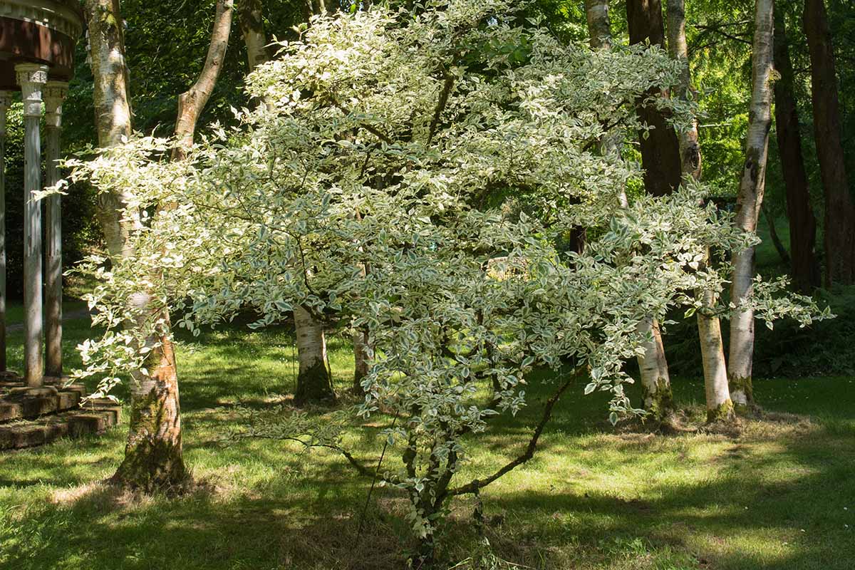 A horizontal image of the foliage of a variegated cornelian cherry tree growing in a park.