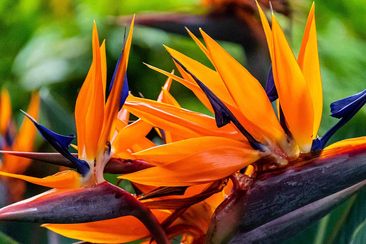 A close up horizontal image of brightly colored bird of paradise flowers pictured on a soft focus background.