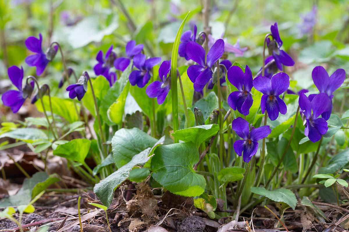 A close up horizontal image of purple violets growing in a shady spot in the garden.
