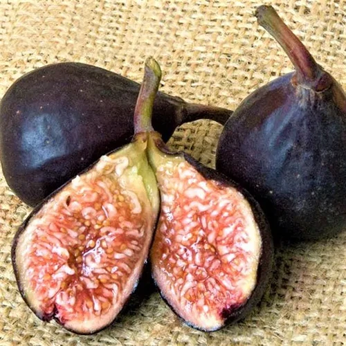 A close up of a fruit of the 'Violette de Bordeaux' variety, cut in half showing the dark purple flesh. In the background is a large dark green leaf on a white background.