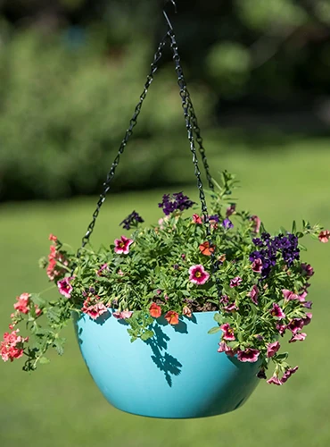 A close up of a blue hanging planter with flowers spilling over the edge.