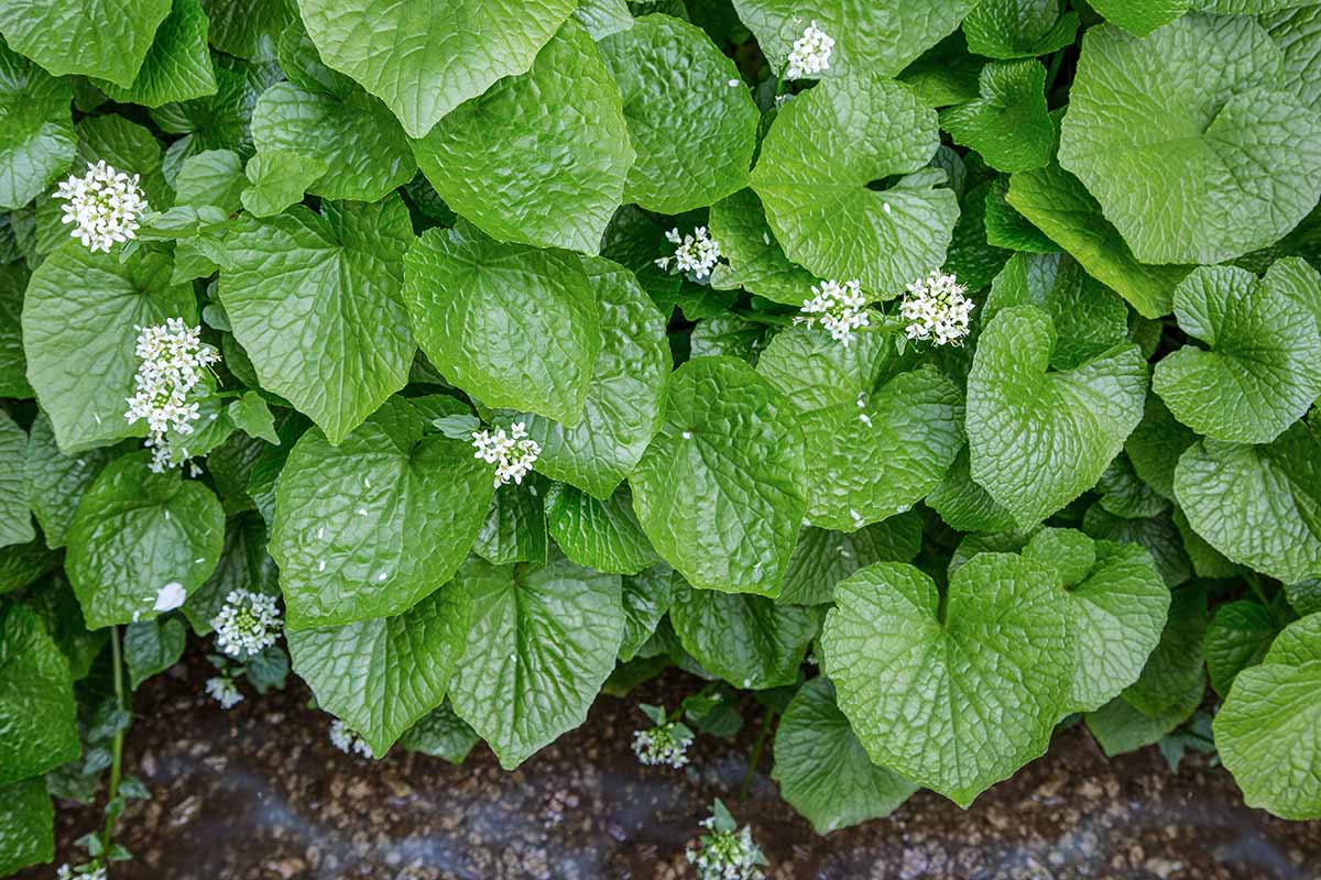 A close up horizontal image of the textured foliage and small white flowers of Japanese wasabi growing outdoors.