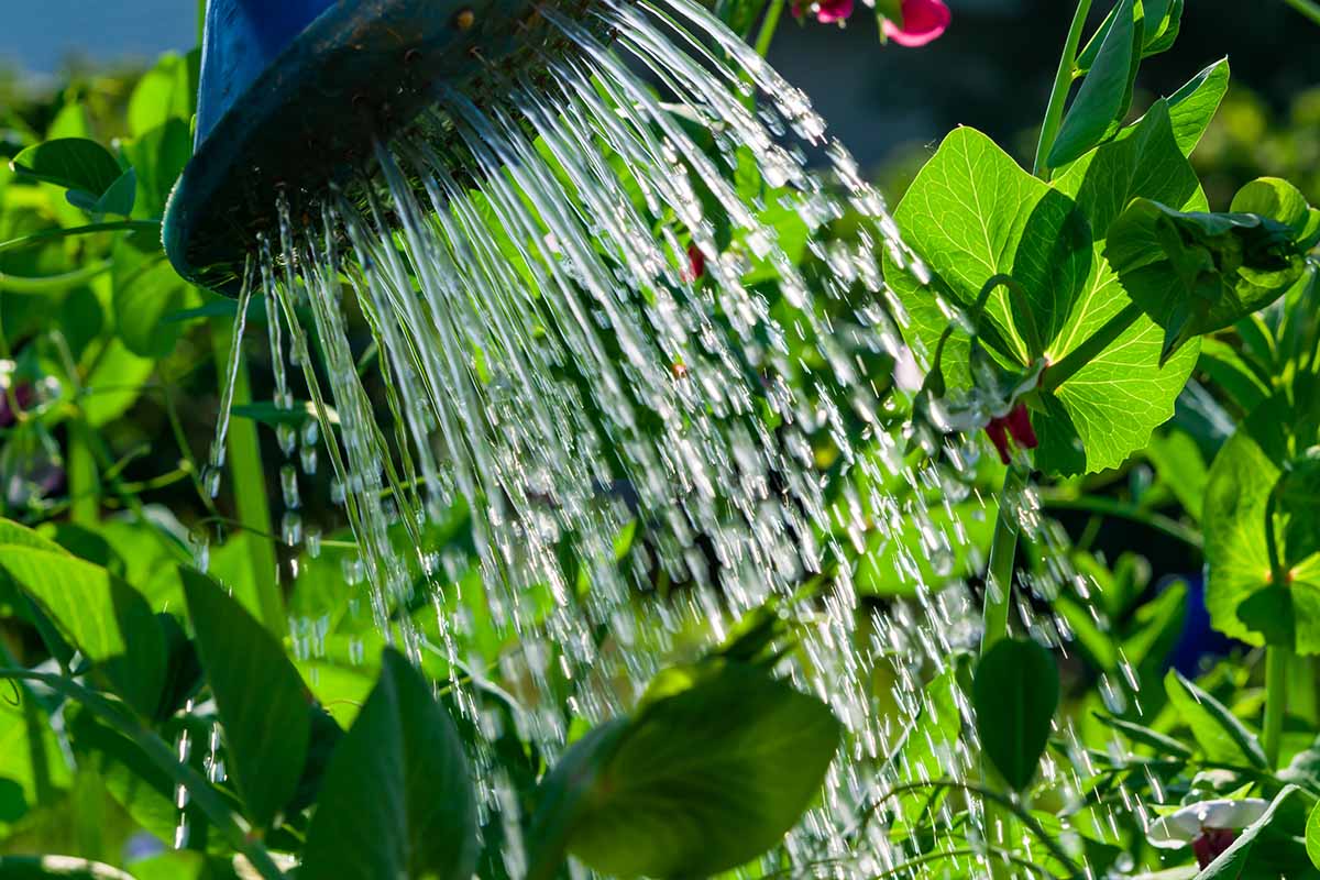 A close up horizontal image of water coming out of a watering can onto plants in the garden.