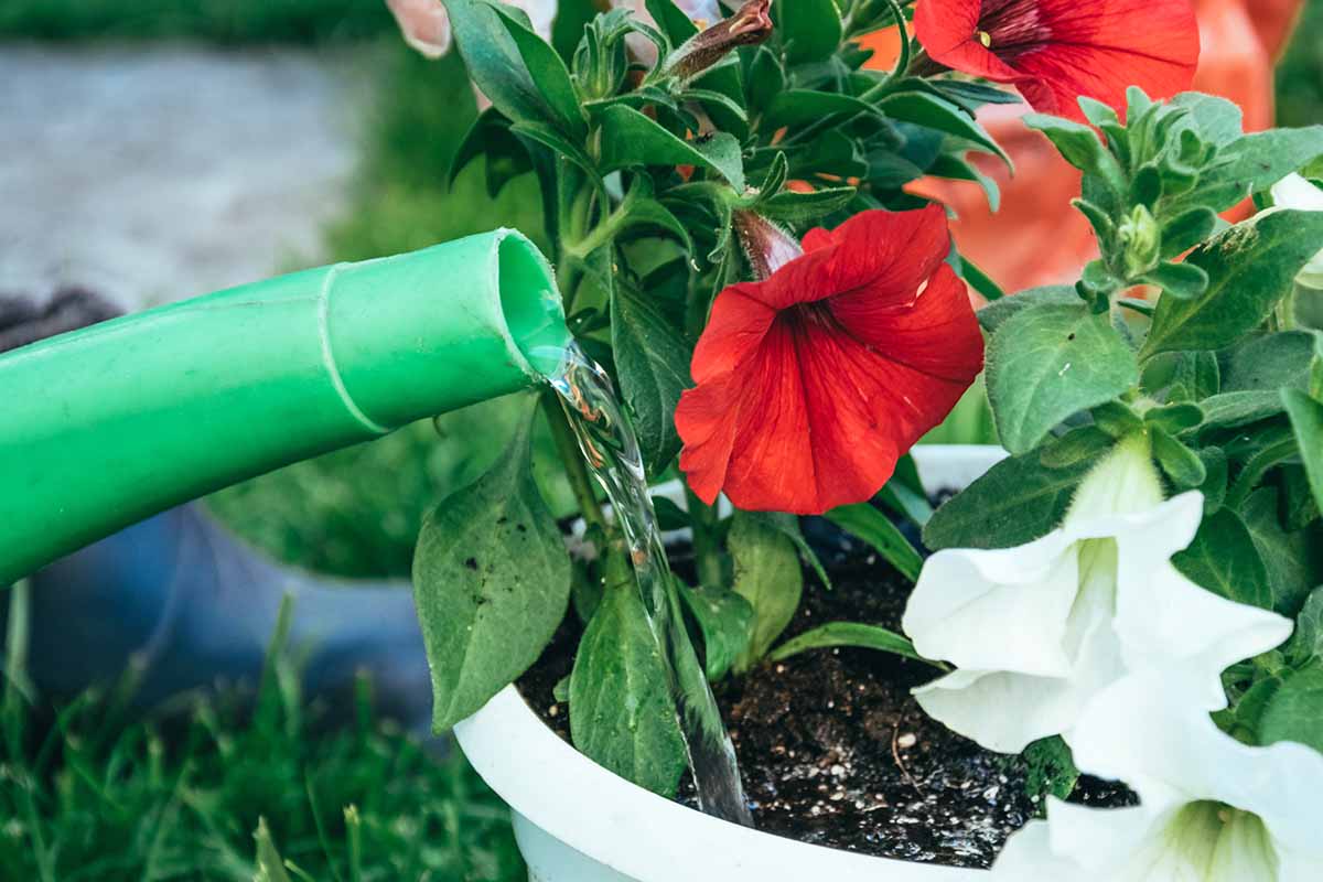 A close up horizontal image of a green watering can irrigating a container filled with red and white petunias.