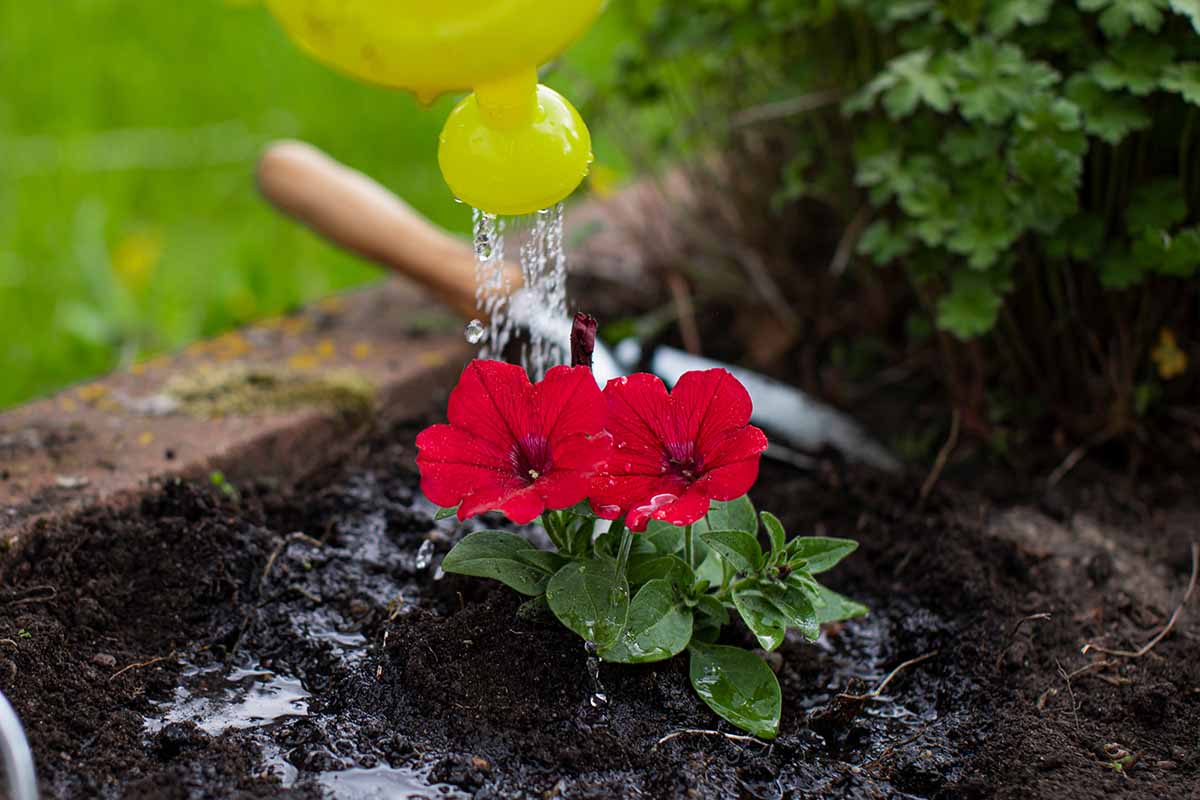 A close up horizontal image of a gardener watering a petunia seedling in a raised bed garden.
