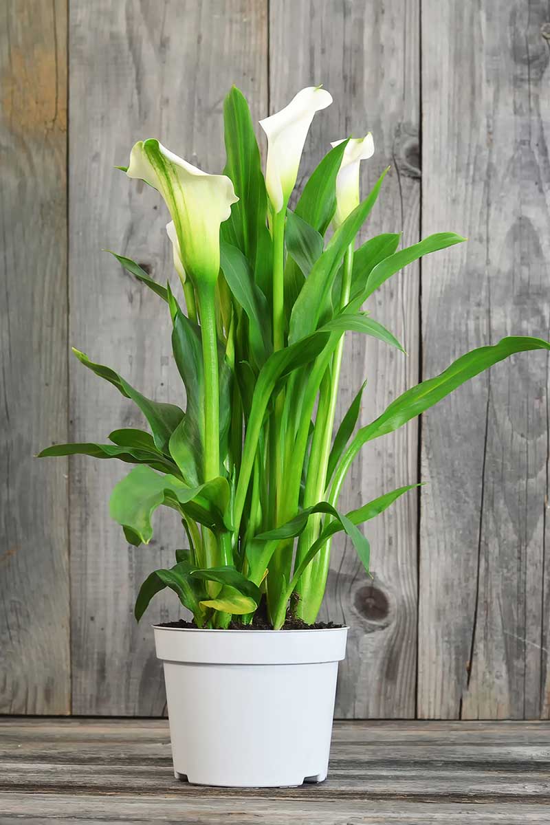 A close up vertical image of white calla lilies growing in a small white plastic container set on a wooden surface.