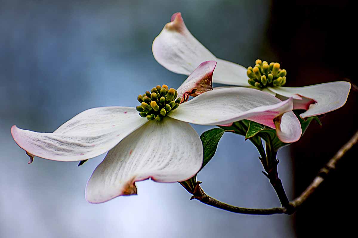 A close up horizontal image of a dogwood flower pictured on a soft focus background.