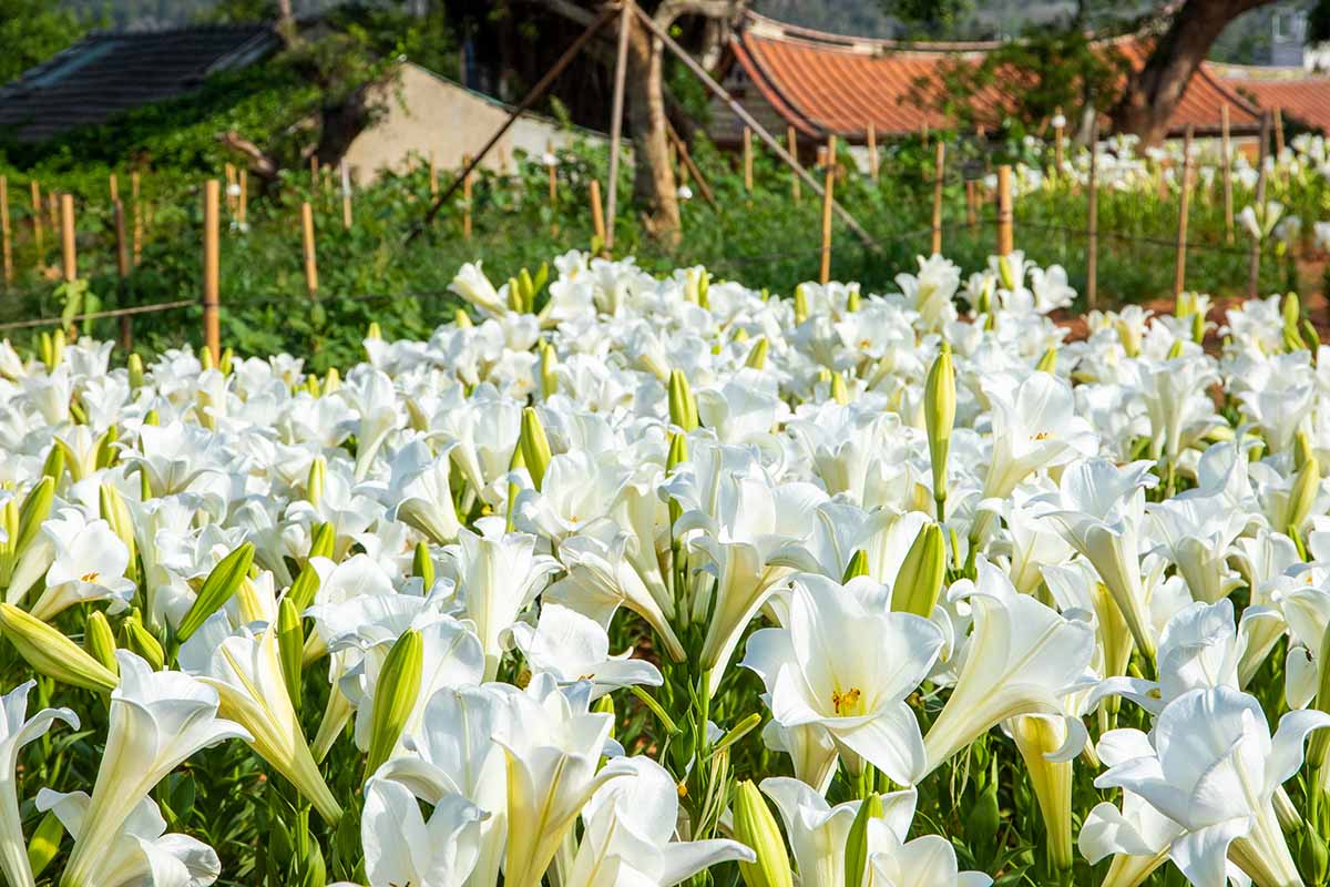 A horizontal image of a large swathe of white Easter lilies growing outdoors.