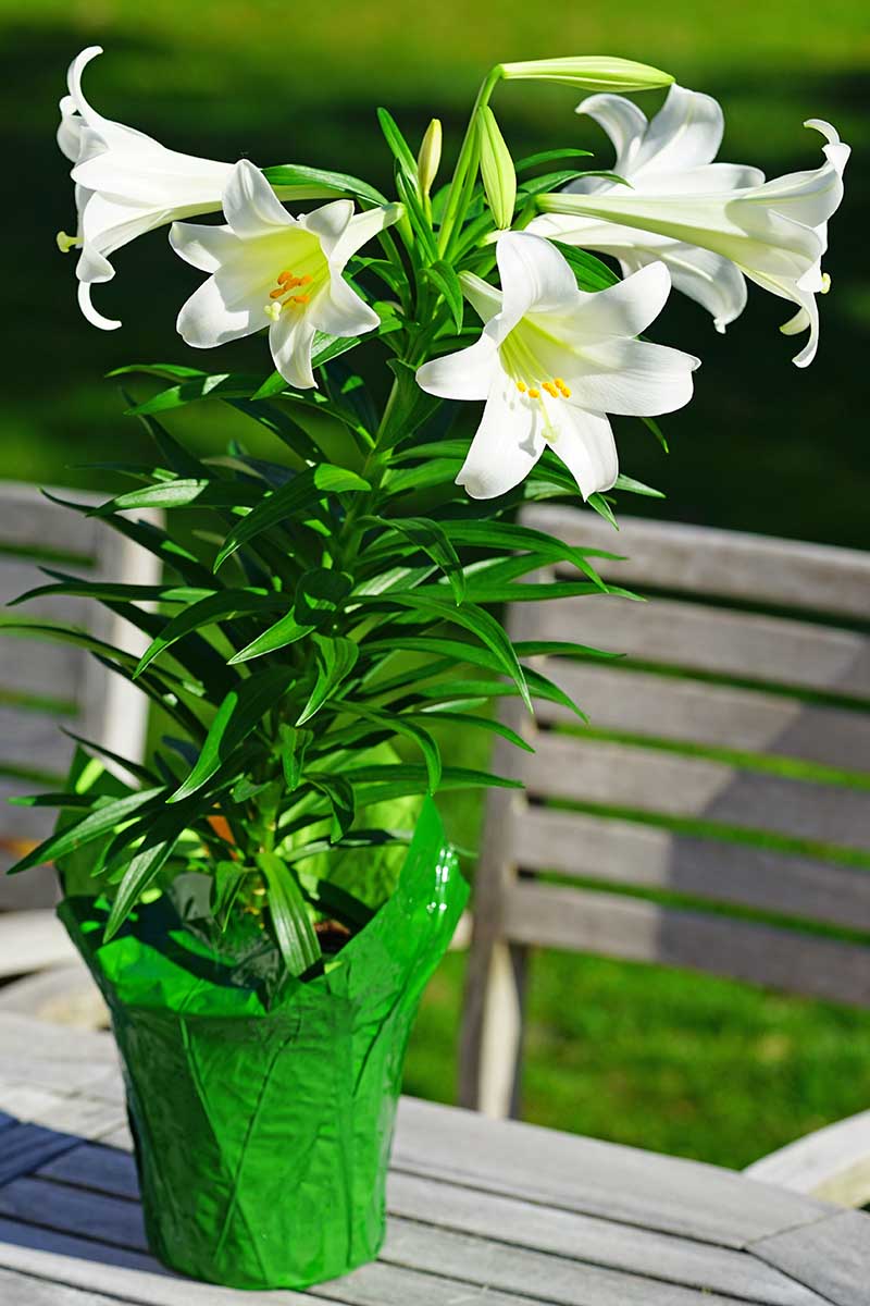 A close up vertical image of a potted Easter lily in bloom set outside on a wooden table.