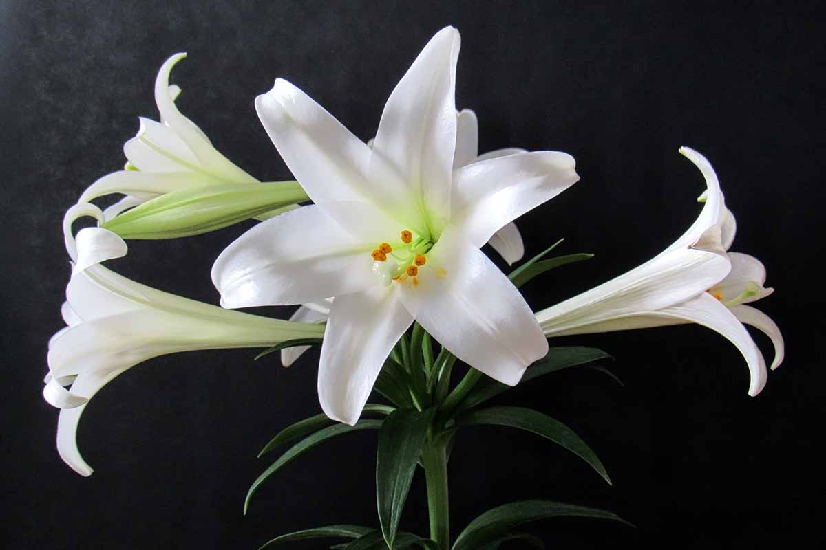 A close up horizontal image of Easter lily flowers pictured on a dark background.