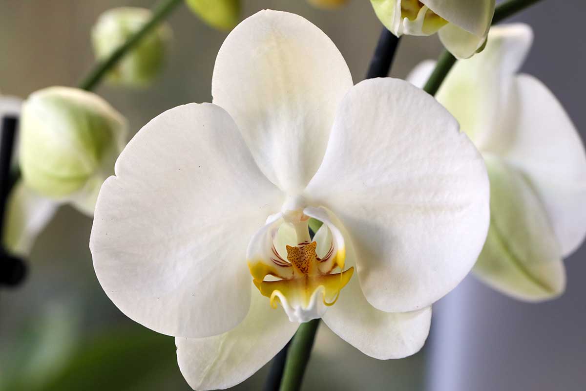 A close up horizontal image of a white Phalaenopsis flower pictured on a soft focus background.