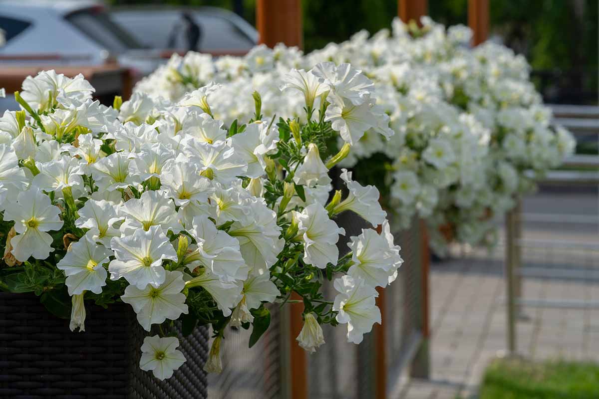 A close up horizontal image of white petunias growing in window boxes hung on a fence.