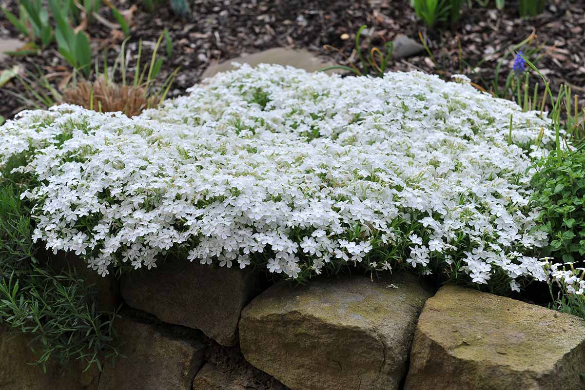 A horizontal image of white flowering creeping phlox growing in a rocky border.