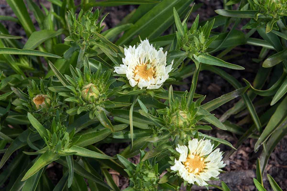 A horizontal image of yellow Stokes' aster flowers growing in the garden with foliage in soft focus in the background.